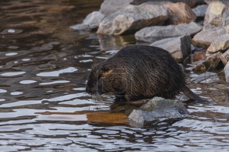 Photo for An adult nutria sits in the water near the river bank. Rodent, also known as nutria, swamp beaver or beaver rat. Wildlife scene. Habitat: America, Europe, Asia. - Royalty Free Image