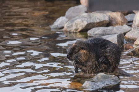 An adult nutria sits in the water near the river bank. Rodent, also known as nutria, swamp beaver or beaver rat. Wildlife scene. Habitat: America, Europe, Asia.