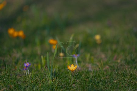 Spring background with blooming flowers. A field of flowering crocus plants, a group of bright colorful flowers. Crocus flower on a sunny spring day. Macro. Wallpaper.