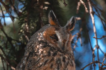 A long-eared owl sits on a tree branch. Portrait of a Eurasian eagle owl. Close-up. Wild nature. Sunny day.
