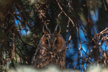 Un búho de orejas largas se sienta en una rama de árbol. Retrato de un búho águila eurasiática. Primer plano. Naturaleza salvaje. Día soleado.