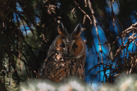A long-eared owl sits on a tree branch. Portrait of a Eurasian eagle owl. Close-up. Wild nature. Sunny day.