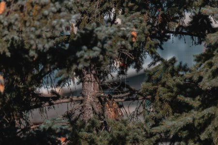 Un búho de orejas largas se sienta en una rama de árbol. Retrato de un búho águila eurasiática. Primer plano. Naturaleza salvaje. Día soleado.