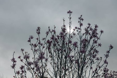 Magnolia en fleurs au printemps. Des brindilles avec des fleurs. Belles fleurs magnolia rose clair dans une lumière douce. Concentration sélective. Dnepr city, Ukraine. Personnalisations de beauté printanière.