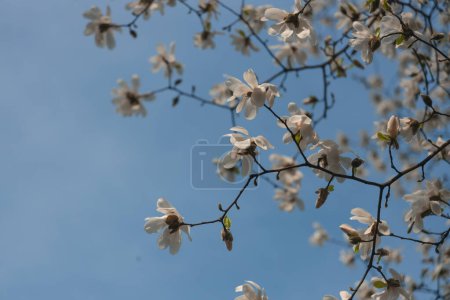 Magnolia blanca floreciente en primavera. Ramitas con flores. Hermosas flores de magnolia en luz suave. Enfoque selectivo. Ciudad de Dnepr, Ucrania. Personificaciones de belleza primaveral. La magia de la floración
