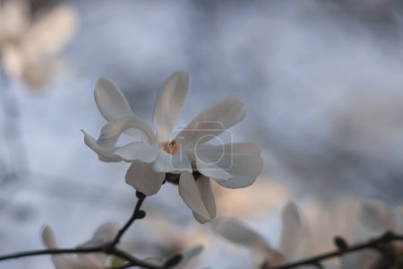 Magnolia blanc en fleurs au printemps. Des brindilles avec des fleurs. Belles fleurs de magnolia dans la lumière douce. Concentration sélective. Dnepr city, Ukraine. Personnalisations de beauté printanière. La magie de la floraison