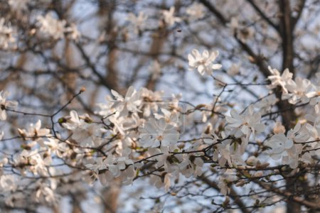 Foto de Magnolia blanca floreciente en primavera. Ramitas con flores. Hermosas flores de magnolia en luz suave. Enfoque selectivo. Ciudad de Dnepr, Ucrania. Personificaciones de belleza primaveral. La magia de la floración - Imagen libre de derechos