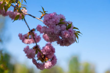 Delicate pink sakura in full bloom. Beautiful petals against the blue sky. Spring nature, bloom, beauty, macro. Bright pink flowers on tree branches. Spring Park
