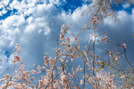Zarte rosa Sakura in voller Blüte. Schöne Blütenblätter gegen den blauen Himmel. Frühling Natur, Blüte, Schönheit, Makro. Leuchtend rosa Blüten auf Ästen. Frühlingspark