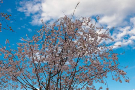 Delicado sakura rosa en plena floración. Hermosos pétalos contra el cielo azul. Naturaleza primaveral, flor, belleza, macro. Flores rosadas brillantes en las ramas de los árboles. Parque de primavera