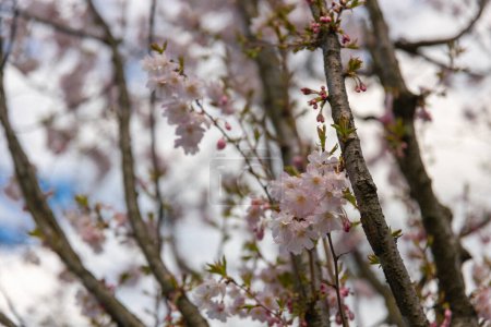 Zarte rosa Sakura in voller Blüte. Schöne Blütenblätter gegen den blauen Himmel. Frühling Natur, Blüte, Schönheit, Makro. Leuchtend rosa Blüten auf Ästen. Frühlingspark