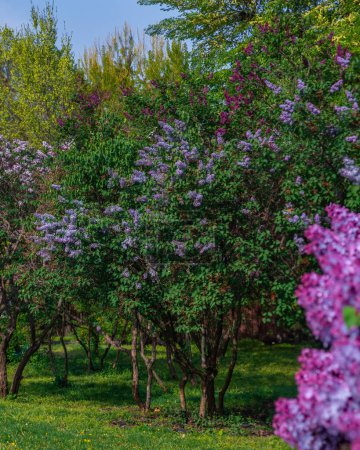 Photo for Lilac bush Spring branch of blooming lilac. Beautiful bouquet. Selective focus. Bright flowers of a spring lilac bush. Spring lilac flowers close-up. A sprig of a beautiful varietal blooming flower - Royalty Free Image