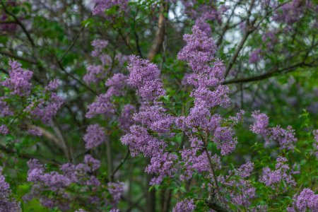 Photo for Lilac bush Spring branch of blooming lilac. Beautiful bouquet. Selective focus. Bright flowers of a spring lilac bush. Spring lilac flowers close-up. A sprig of a beautiful varietal blooming flower - Royalty Free Image