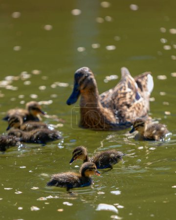 A duck with her ducklings swims along a pond on a sunny day. A group of ducklings. Close-up. Nature screensaver.