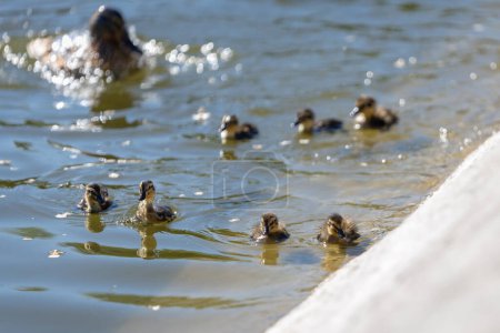 Un canard avec ses canetons nage le long d'un étang par une journée ensoleillée. Un groupe de canetons. Gros plan. Économiseur d'écran nature.