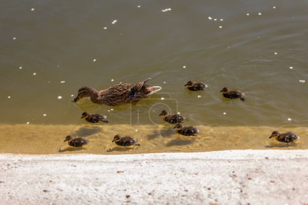 Un pato con sus patitos nada junto a un estanque en un día soleado. Un grupo de patitos. Primer plano. Salvapantallas de la naturaleza.
