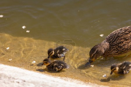 An einem sonnigen Tag schwimmt eine Ente mit ihren Entchen an einem Teich entlang. Eine Gruppe Entchen. Nahaufnahme. Natur-Bildschirmschoner.