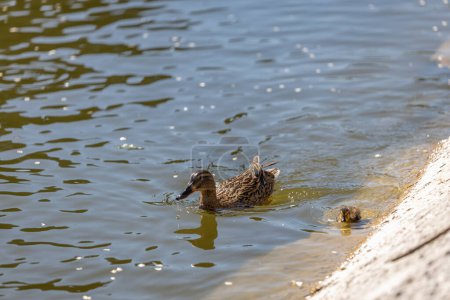 Un pato con sus patitos nada junto a un estanque en un día soleado. Un grupo de patitos. Primer plano. Salvapantallas de la naturaleza.