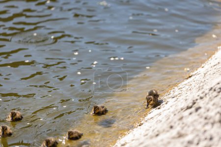 A duck with her ducklings swims along a pond on a sunny day. A group of ducklings. Close-up. Nature screensaver.