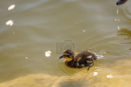 Un canard avec ses canetons nage le long d'un étang par une journée ensoleillée. Un groupe de canetons. Gros plan. Économiseur d'écran nature.