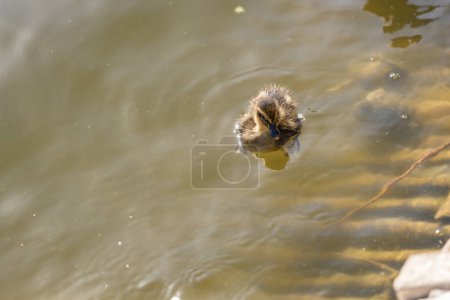 An einem sonnigen Tag schwimmt eine Ente mit ihren Entchen an einem Teich entlang. Eine Gruppe Entchen. Nahaufnahme. Natur-Bildschirmschoner.