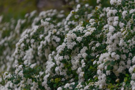 Delicadas flores blancas de Spiraea Wangutta. Hermosa flor abstracta naturaleza fondo. Arbusto ornamental de la familia. Hogar cama de flores.