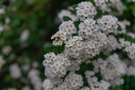 Fleurs blanches délicates de Spiraea Wangutta. Belle fleur abstraite fond nature. Arbuste ornemental de la famille. Accueil lit de fleurs.