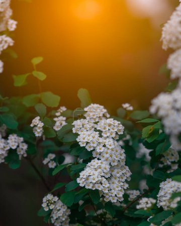 Photo for Delicate white flowers of Spiraea Wangutta. Beautiful flower abstract nature background. Ornamental shrub of the family. Home flower bed. - Royalty Free Image
