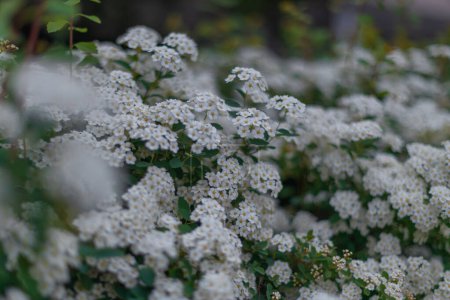 Zarte weiße Blüten von Spiraea Wangutta. Schöne Blume abstrakte Natur Hintergrund. Zierstrauch der Familie. Eigenes Blumenbeet.