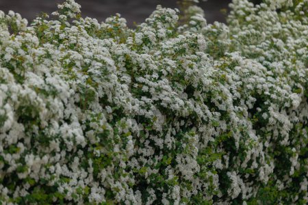 Zarte weiße Blüten von Spiraea Wangutta. Schöne Blume abstrakte Natur Hintergrund. Zierstrauch der Familie. Eigenes Blumenbeet.