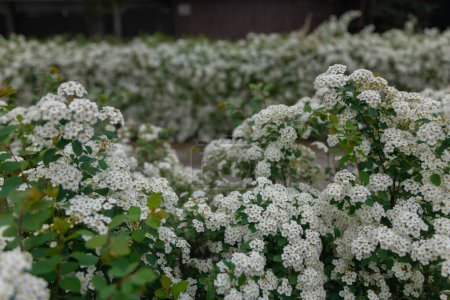 Delicate white flowers of Spiraea Wangutta. Beautiful flower abstract nature background. Ornamental shrub of the family. Home flower bed.