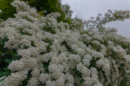 Delicate white flowers of Spiraea Wangutta. Beautiful flower abstract nature background. Ornamental shrub of the family. Home flower bed.