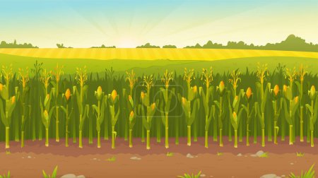 Téléchargez les photos : Illustration vectorielle d'un champ d'été. Un champ de maïs. Beau paysage de nature rurale. - en image libre de droit