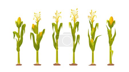 Illustration for Vector illustration of a farmland with ripe corn plants. Corn harvest. Row of corn on white background. - Royalty Free Image