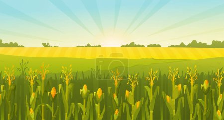 Téléchargez les photos : Illustration vectorielle d'un champ d'été. Un champ de maïs. Beau paysage de nature rurale. - en image libre de droit
