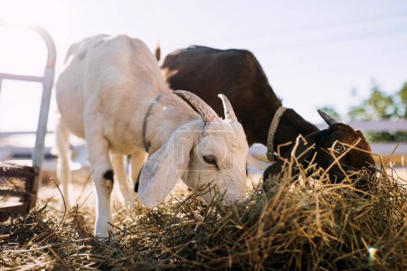 Foto de Cabras comiendo heno en una granja, primer plano. - Imagen libre de derechos