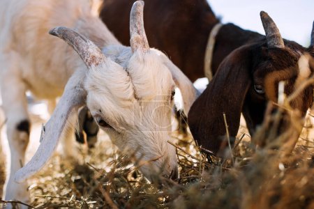 Photo for Goats eating hay at a farm, closeup. - Royalty Free Image