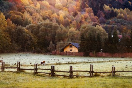 Foto de Una casa de madera en las estribaciones con colorido fondo otoñal. Vaca en una granja a la luz de la mañana. - Imagen libre de derechos