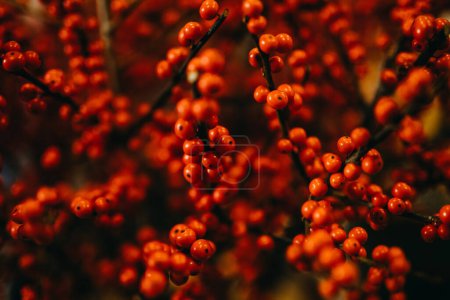 Photo for Closeup of red ilex winterberries. - Royalty Free Image