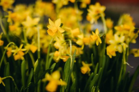 Téléchargez les photos : Fleurs jaunes de jonquille poussant dans un jardin, faible profondeur de champ. - en image libre de droit