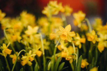 Foto de Flores de narciso amarillo creciendo en un jardín, poca profundidad de campo. - Imagen libre de derechos