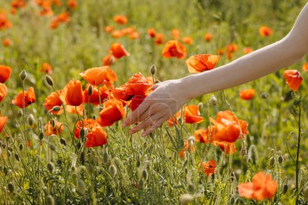 Photo for Closeup of a woman's hand touching wild poppy flower in a field. - Royalty Free Image