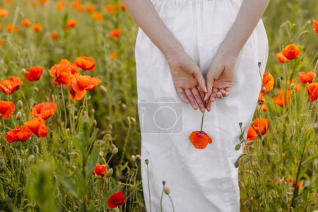Téléchargez les photos : Gros plan des mains d'une femme tenant une fleur de pavot, debout dans un champ, portant une robe blanche. - en image libre de droit