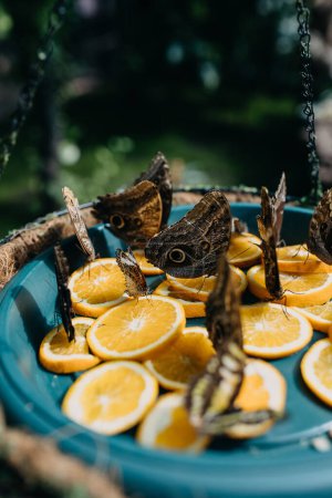 Photo for Tropical big butterflies on orange slices. - Royalty Free Image