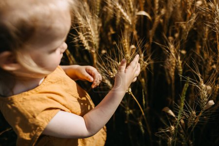 Photo for Little girl in a golden wheat field in summer, playing with ears of wheat, closeup. - Royalty Free Image