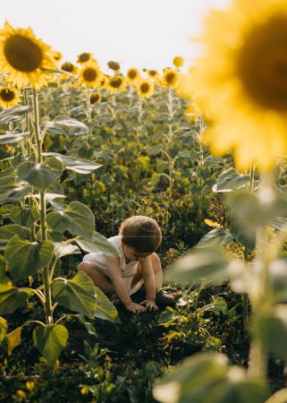 Photo for Little girl playing with dirt sitting in a sunflower field. - Royalty Free Image