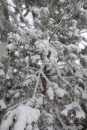 Foto de Copos de nieve cayendo sobre ramas de pino cubiertas de nieve fondo borroso. - Imagen libre de derechos