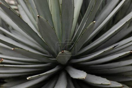 Téléchargez les photos : Beautiful shape and amazing surface of Cactus - en image libre de droit
