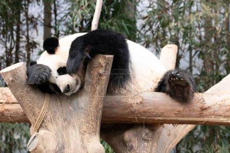 Close up sweet female panda, sleeping on the wood beam magic mug #645225318