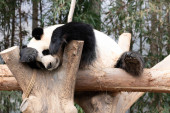 Close up sweet female panda, sleeping on the wood beam Poster #645225318